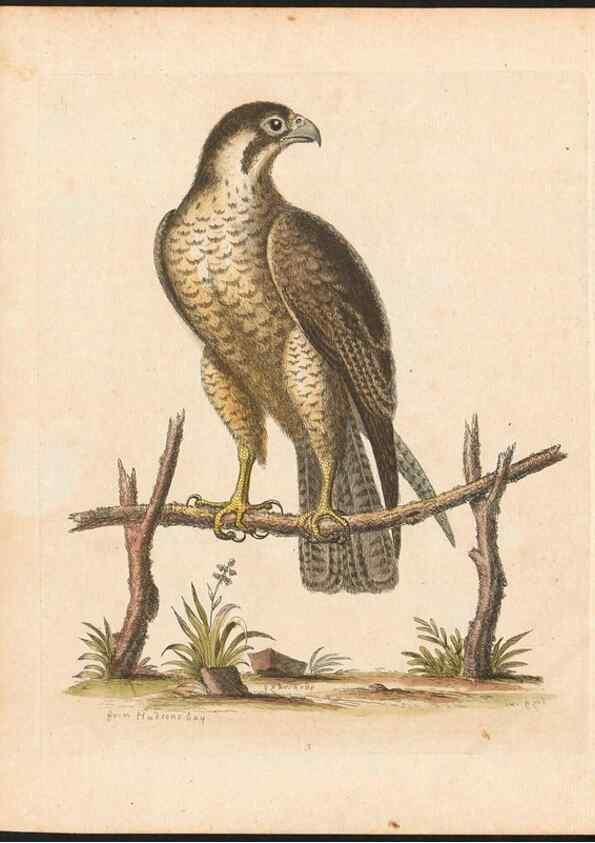 Reproducción/Reproduction 48833290546: A natural history of uncommon birds :. London :Printed for the author, at the College of Physicians in Warwick-Lane,1743-1751.. 