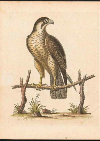 Reproducción/Reproduction 48833290546: A natural history of uncommon birds :. London :Printed for the author, at the College of Physicians in Warwick-Lane,1743-1751.. 