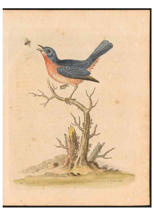 Reproducción/Reproduction 48832927198: A natural history of uncommon birds :. London :Printed for the author, at the College of Physicians in Warwick-Lane,1743-1751.. 