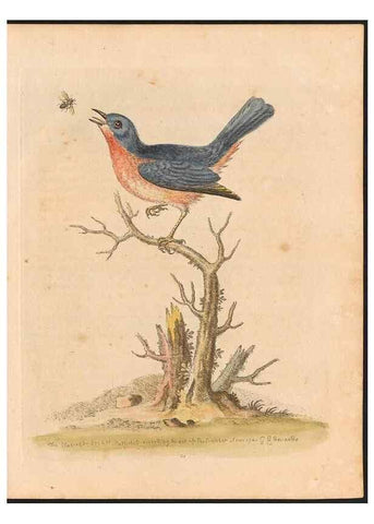 Reproducción/Reproduction 48832927198: A natural history of uncommon birds :. London :Printed for the author, at the College of Physicians in Warwick-Lane,1743-1751.. 