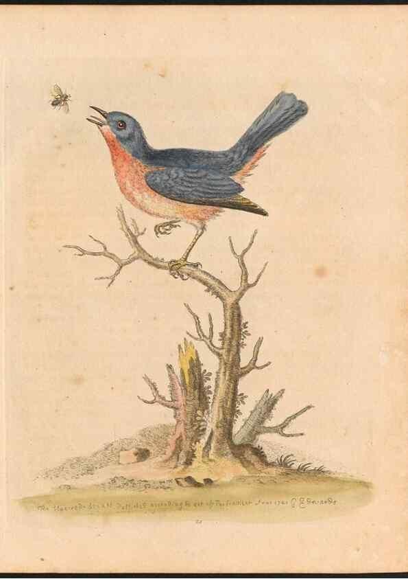 Reproducción/Reproduction 48832927198: A natural history of uncommon birds :. London :Printed for the author, at the College of Physicians in Warwick-Lane,1743-1751.. 