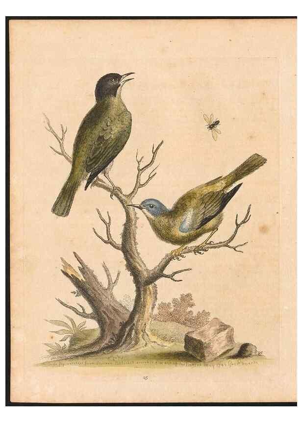 Reproducción/Reproduction 48833299811: A natural history of uncommon birds :. London :Printed for the author, at the College of Physicians in Warwick-Lane,1743-1751.. 