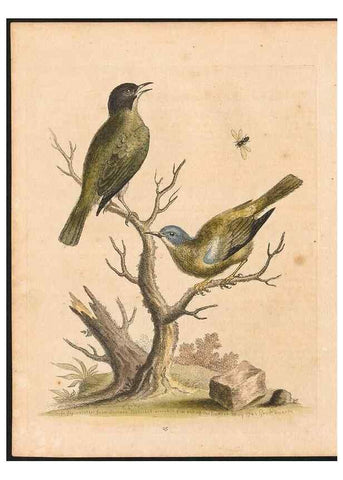 Reproducción/Reproduction 48833299811: A natural history of uncommon birds :. London :Printed for the author, at the College of Physicians in Warwick-Lane,1743-1751.. 