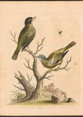 Reproducción/Reproduction 48833299811: A natural history of uncommon birds :. London :Printed for the author, at the College of Physicians in Warwick-Lane,1743-1751.. 