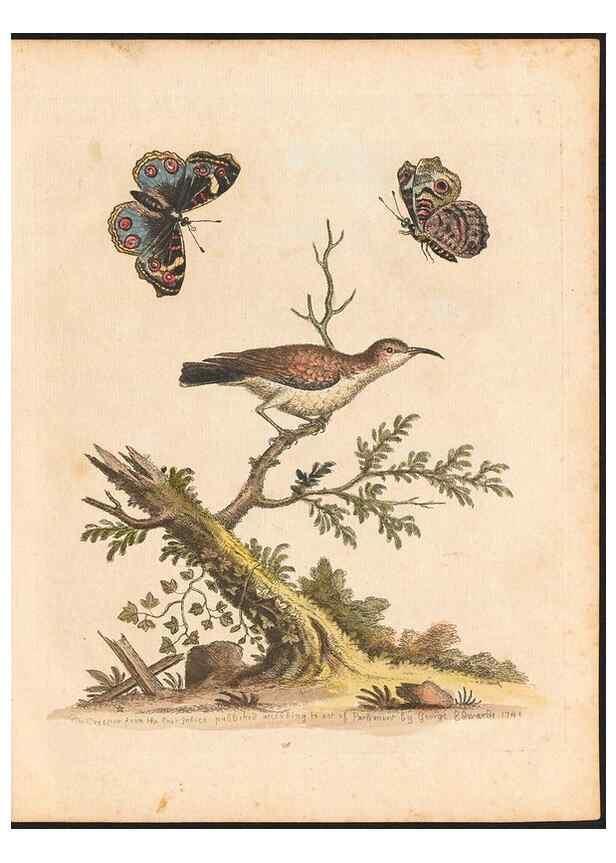Reproducción/Reproduction 48833300511: A natural history of uncommon birds :. London :Printed for the author, at the College of Physicians in Warwick-Lane,1743-1751.. 