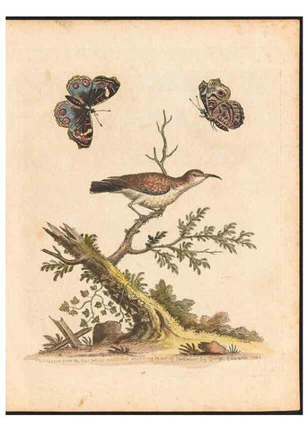 Reproducción/Reproduction 48833300511: A natural history of uncommon birds :. London :Printed for the author, at the College of Physicians in Warwick-Lane,1743-1751.. 