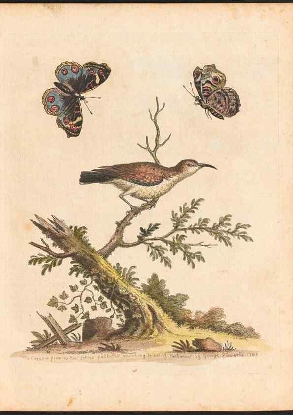 Reproducción/Reproduction 48833300511: A natural history of uncommon birds :. London :Printed for the author, at the College of Physicians in Warwick-Lane,1743-1751.. 
