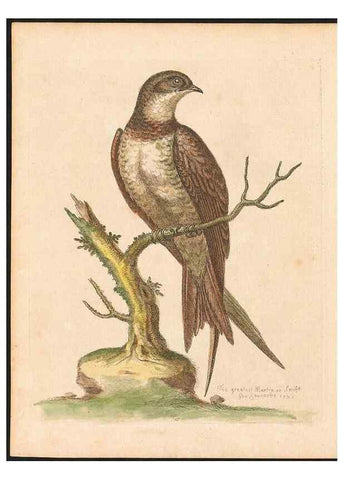 Reproducción/Reproduction 48833468947: A natural history of uncommon birds :. London :Printed for the author, at the College of Physicians in Warwick-Lane,1743-1751.. 