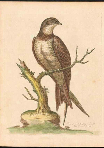 Reproducción/Reproduction 48833468947: A natural history of uncommon birds :. London :Printed for the author, at the College of Physicians in Warwick-Lane,1743-1751.. 