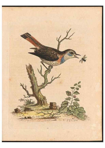 Reproducción/Reproduction 48832929173: A natural history of uncommon birds :. London :Printed for the author, at the College of Physicians in Warwick-Lane,1743-1751.. 