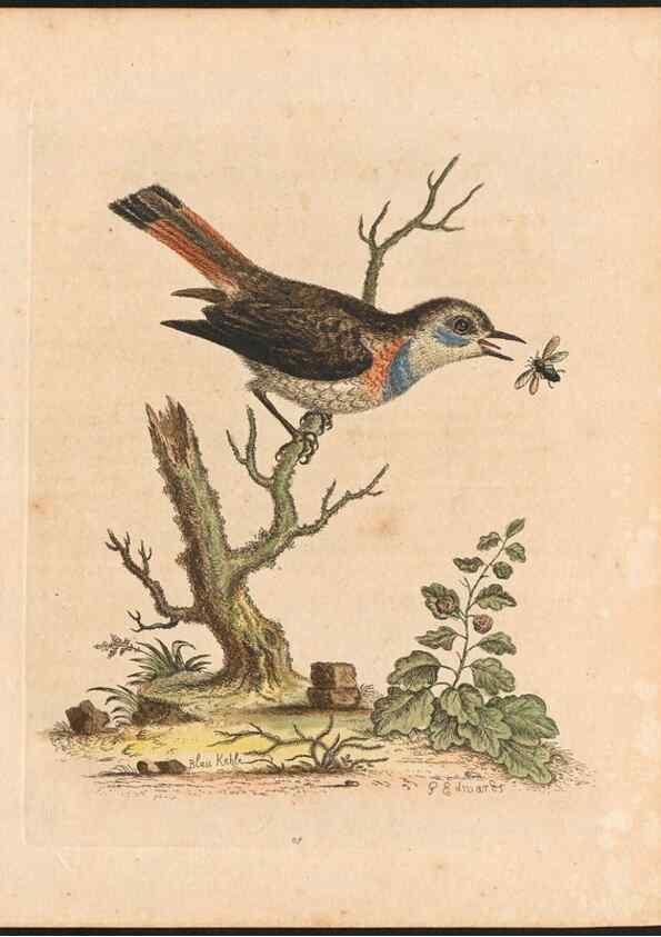Reproducción/Reproduction 48832929173: A natural history of uncommon birds :. London :Printed for the author, at the College of Physicians in Warwick-Lane,1743-1751.. 