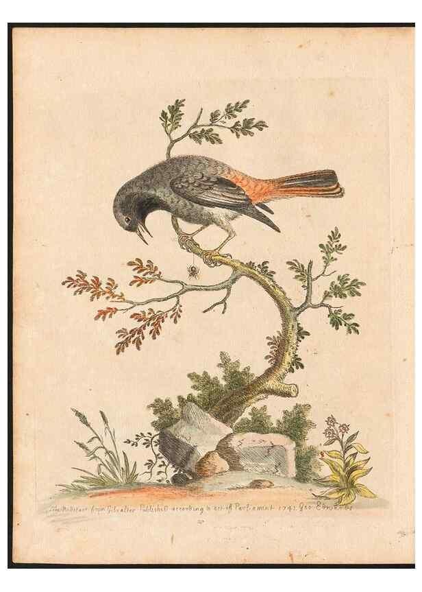 Reproducción/Reproduction 48833469837: A natural history of uncommon birds :. London :Printed for the author, at the College of Physicians in Warwick-Lane,1743-1751.. 