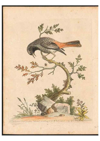 Reproducción/Reproduction 48833469837: A natural history of uncommon birds :. London :Printed for the author, at the College of Physicians in Warwick-Lane,1743-1751.. 