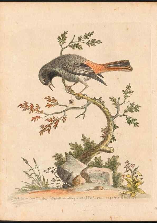 Reproducción/Reproduction 48833469837: A natural history of uncommon birds :. London :Printed for the author, at the College of Physicians in Warwick-Lane,1743-1751.. 