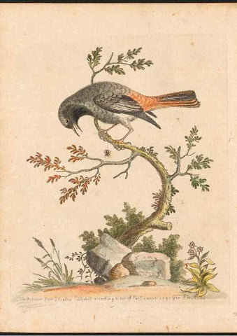 Reproducción/Reproduction 48833469837: A natural history of uncommon birds :. London :Printed for the author, at the College of Physicians in Warwick-Lane,1743-1751.. 
