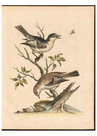 Reproducción/Reproduction 48833470302: A natural history of uncommon birds :. London :Printed for the author, at the College of Physicians in Warwick-Lane,1743-1751.. 