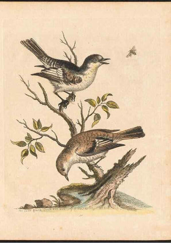Reproducción/Reproduction 48833470302: A natural history of uncommon birds :. London :Printed for the author, at the College of Physicians in Warwick-Lane,1743-1751.. 