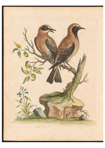 Reproducción/Reproduction 48832930653: A natural history of uncommon birds :. London :Printed for the author, at the College of Physicians in Warwick-Lane,1743-1751.. 