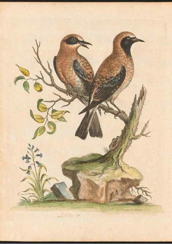 Reproducción/Reproduction 48832930653: A natural history of uncommon birds :. London :Printed for the author, at the College of Physicians in Warwick-Lane,1743-1751.. 