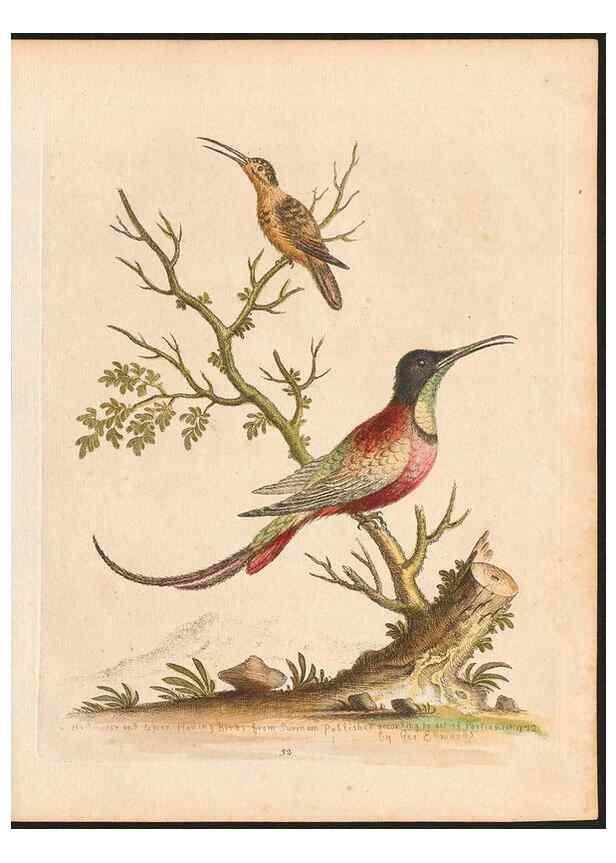 Reproducción/Reproduction 48832931093: A natural history of uncommon birds :. London :Printed for the author, at the College of Physicians in Warwick-Lane,1743-1751.. 