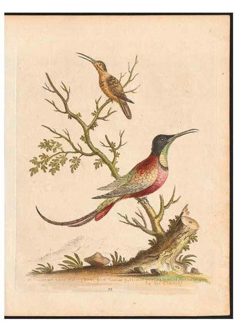 Reproducción/Reproduction 48832931093: A natural history of uncommon birds :. London :Printed for the author, at the College of Physicians in Warwick-Lane,1743-1751.. 