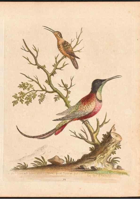Reproducción/Reproduction 48832931093: A natural history of uncommon birds :. London :Printed for the author, at the College of Physicians in Warwick-Lane,1743-1751.. 