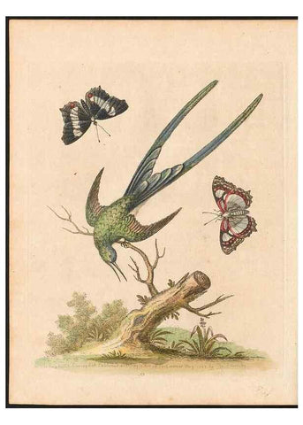 Reproducción/Reproduction 48833471672: A natural history of uncommon birds :. London :Printed for the author, at the College of Physicians in Warwick-Lane,1743-1751.. 