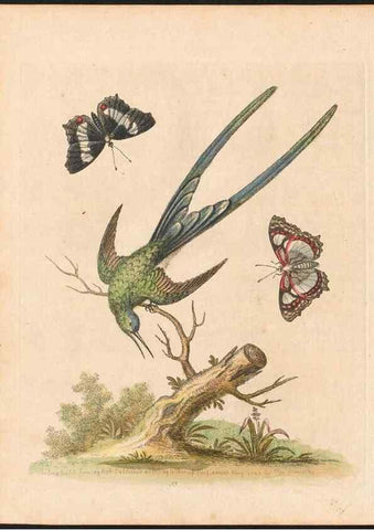 Reproducción/Reproduction 48833471672: A natural history of uncommon birds :. London :Printed for the author, at the College of Physicians in Warwick-Lane,1743-1751.. 