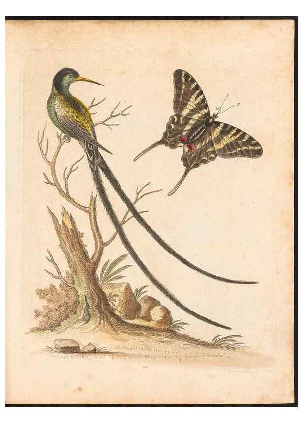Reproducción/Reproduction 48833304386: A natural history of uncommon birds :. London :Printed for the author, at the College of Physicians in Warwick-Lane,1743-1751.. 