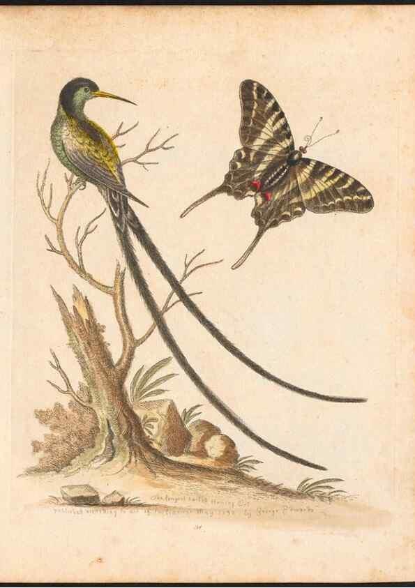 Reproducción/Reproduction 48833304386: A natural history of uncommon birds :. London :Printed for the author, at the College of Physicians in Warwick-Lane,1743-1751.. 
