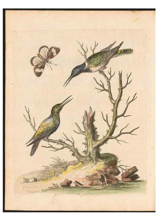 Reproducción/Reproduction 48833472617: A natural history of uncommon birds :. London :Printed for the author, at the College of Physicians in Warwick-Lane,1743-1751.. 