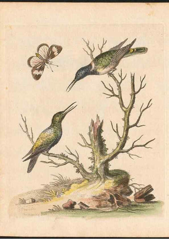 Reproducción/Reproduction 48833472617: A natural history of uncommon birds :. London :Printed for the author, at the College of Physicians in Warwick-Lane,1743-1751.. 