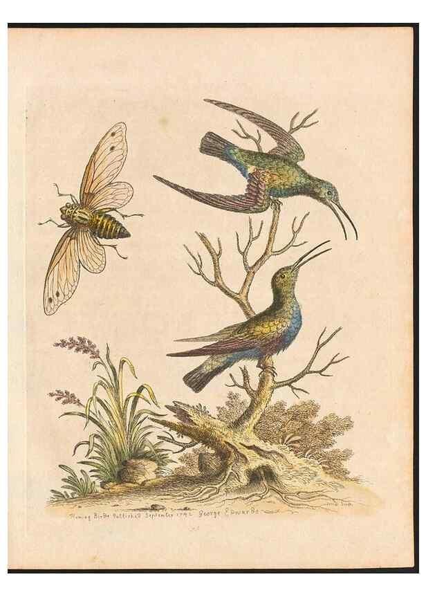 Reproducción/Reproduction 48832932933: A natural history of uncommon birds :. London :Printed for the author, at the College of Physicians in Warwick-Lane,1743-1751.. 