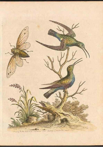 Reproducción/Reproduction 48832932933: A natural history of uncommon birds :. London :Printed for the author, at the College of Physicians in Warwick-Lane,1743-1751.. 