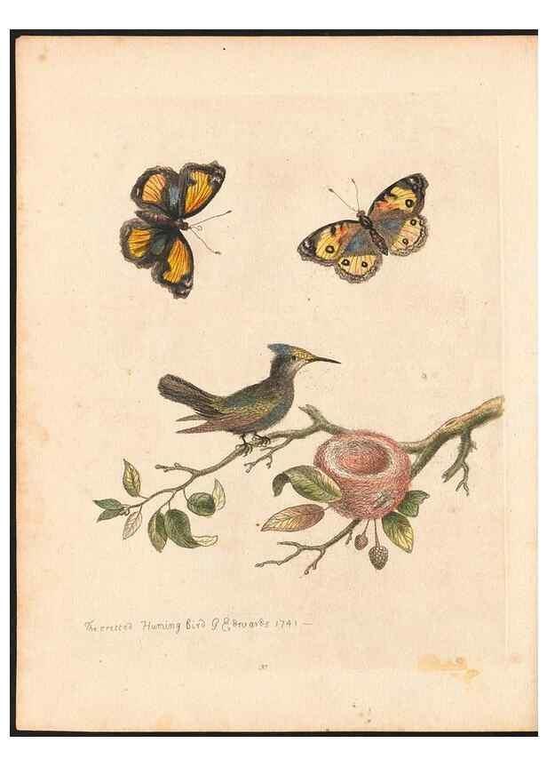 Reproducción/Reproduction 48832933458: A natural history of uncommon birds :. London :Printed for the author, at the College of Physicians in Warwick-Lane,1743-1751.. 