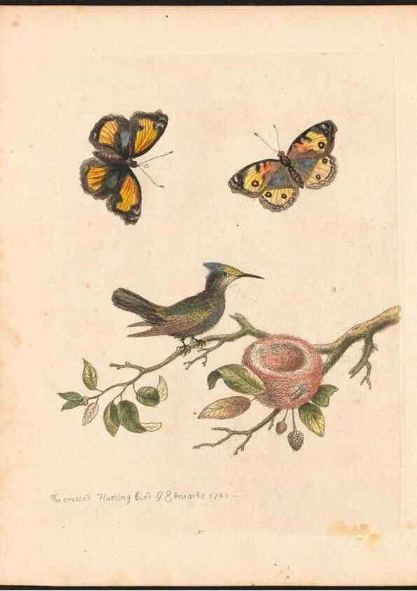 Reproducción/Reproduction 48832933458: A natural history of uncommon birds :. London :Printed for the author, at the College of Physicians in Warwick-Lane,1743-1751.. 