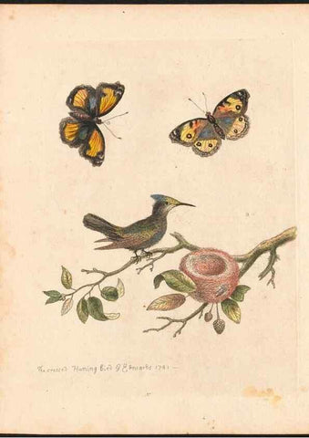 Reproducción/Reproduction 48832933458: A natural history of uncommon birds :. London :Printed for the author, at the College of Physicians in Warwick-Lane,1743-1751.. 