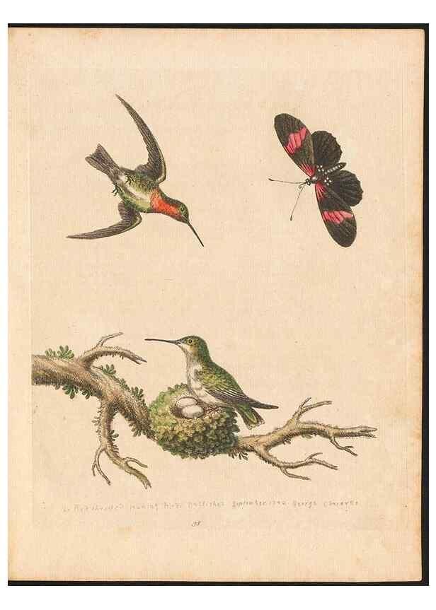 Reproducción/Reproduction 48833473932: A natural history of uncommon birds :. London :Printed for the author, at the College of Physicians in Warwick-Lane,1743-1751.. 