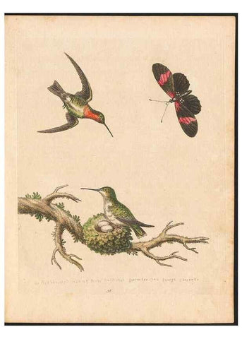Reproducción/Reproduction 48833473932: A natural history of uncommon birds :. London :Printed for the author, at the College of Physicians in Warwick-Lane,1743-1751.. 