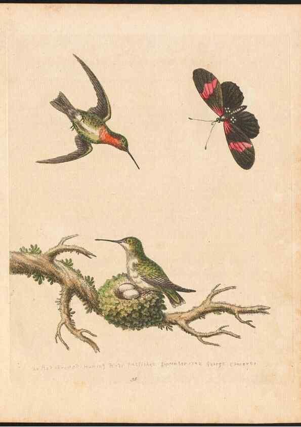 Reproducción/Reproduction 48833473932: A natural history of uncommon birds :. London :Printed for the author, at the College of Physicians in Warwick-Lane,1743-1751.. 