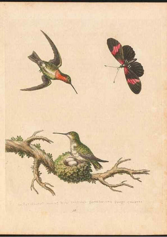 Reproducción/Reproduction 48833473932: A natural history of uncommon birds :. London :Printed for the author, at the College of Physicians in Warwick-Lane,1743-1751.. 