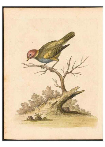 Reproducción/Reproduction 48833467162: A natural history of uncommon birds :. London :Printed for the author, at the College of Physicians in Warwick-Lane,1743-1751.. 