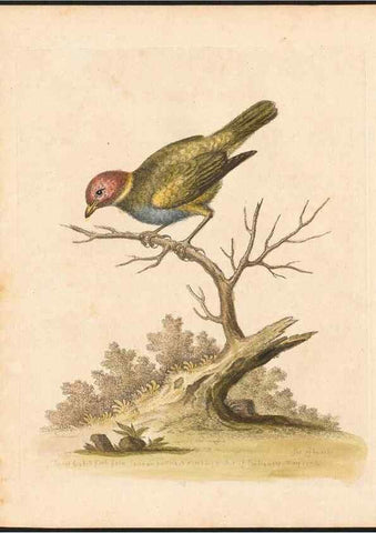 Reproducción/Reproduction 48833467162: A natural history of uncommon birds :. London :Printed for the author, at the College of Physicians in Warwick-Lane,1743-1751.. 