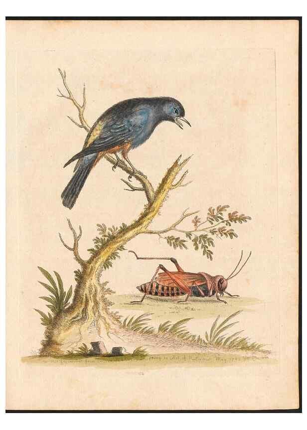 Reproducción/Reproduction 48833298696: A natural history of uncommon birds :. London :Printed for the author, at the College of Physicians in Warwick-Lane,1743-1751.. 