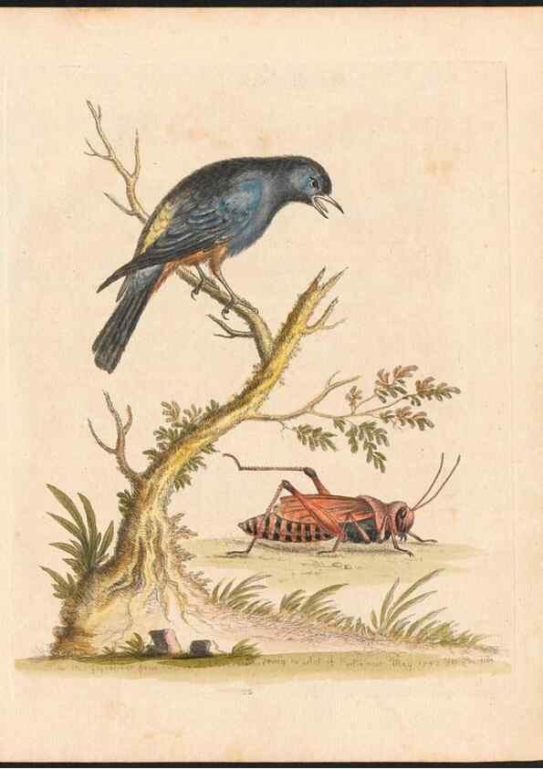 Reproducción/Reproduction 48833298696: A natural history of uncommon birds :. London :Printed for the author, at the College of Physicians in Warwick-Lane,1743-1751.. 