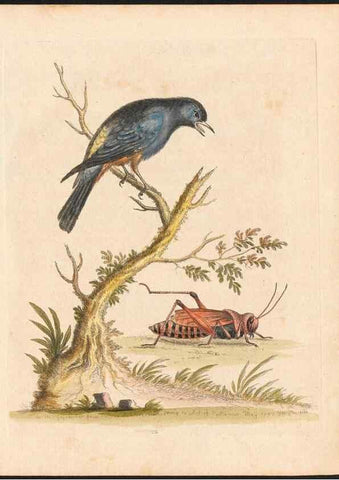 Reproducción/Reproduction 48833298696: A natural history of uncommon birds :. London :Printed for the author, at the College of Physicians in Warwick-Lane,1743-1751.. 