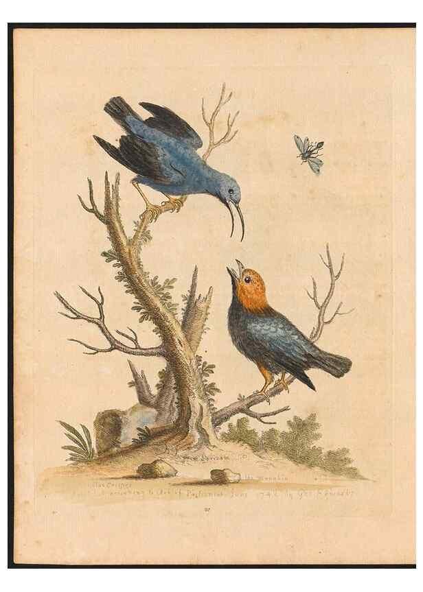 Reproducción/Reproduction 48832926108: A natural history of uncommon birds :. London :Printed for the author, at the College of Physicians in Warwick-Lane,1743-1751.. 