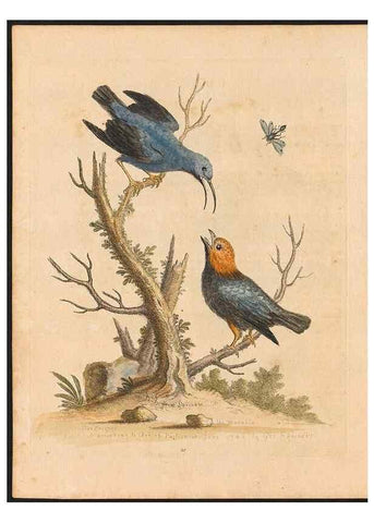 Reproducción/Reproduction 48832926108: A natural history of uncommon birds :. London :Printed for the author, at the College of Physicians in Warwick-Lane,1743-1751.. 