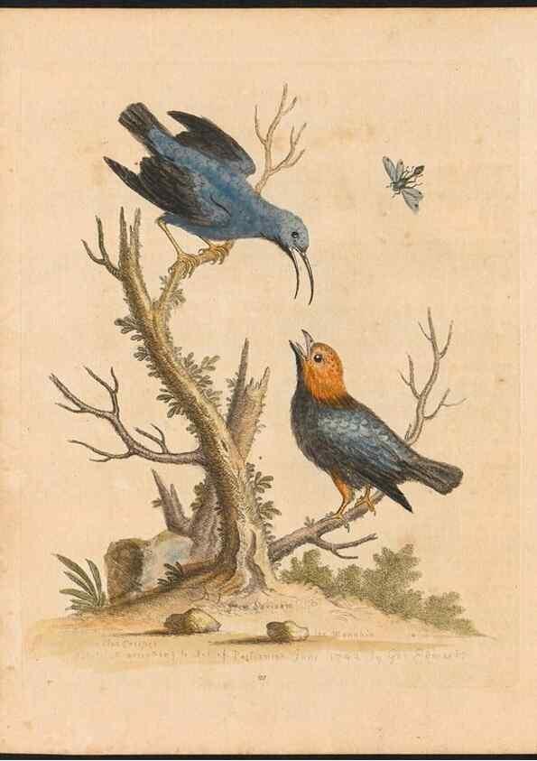 Reproducción/Reproduction 48832926108: A natural history of uncommon birds :. London :Printed for the author, at the College of Physicians in Warwick-Lane,1743-1751.. 