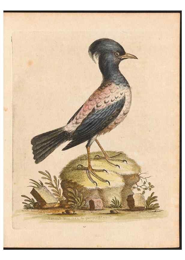Reproducción/Reproduction 48833297956: A natural history of uncommon birds :. London :Printed for the author, at the College of Physicians in Warwick-Lane,1743-1751.. 